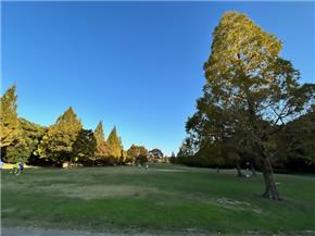 平和公園メタセコイア広場