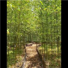 たけるの小径で撮影された最優秀賞受賞作品