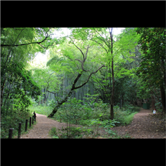 猪高緑地で撮影されたハッチー賞受賞作品